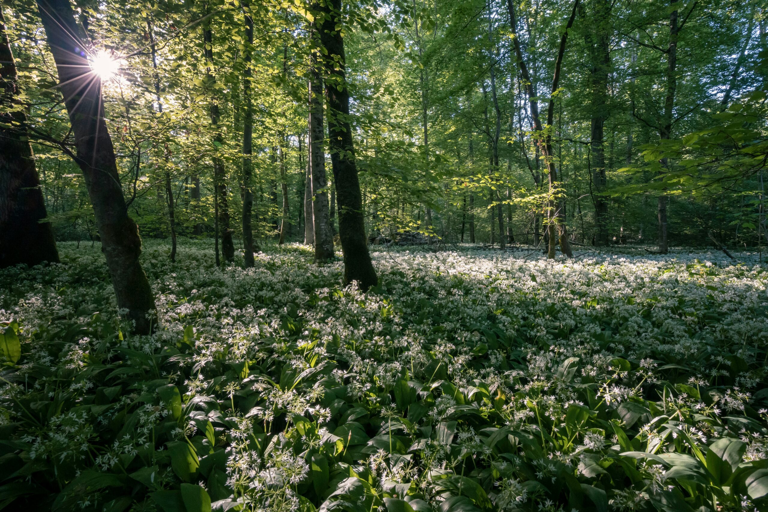 Forest picture